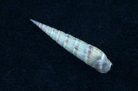 藏品(優美筍螺)的圖片